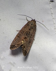 Noctuidae