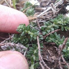 Euploca foliosissima