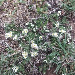 Euploca foliosissima