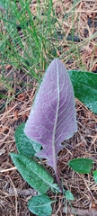 Packera toluccana