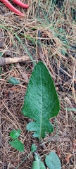 Packera toluccana