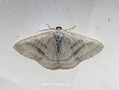 Lomographa platyleucata