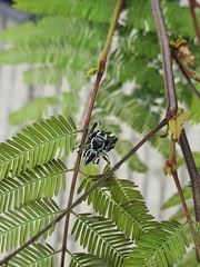 Dendryphantes zygoballoides