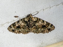 Myrioblephara