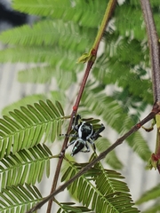 Dendryphantes zygoballoides