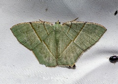 Neohipparchus vallata