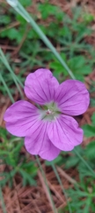 Geranium potentillifolium