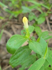 Spigelia texana
