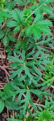 Geranium potentillifolium