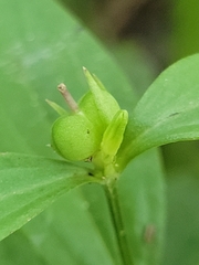 Spigelia texana