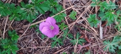 Geranium potentillifolium