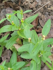 Spigelia texana