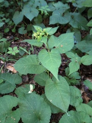 Eurybia schreberi