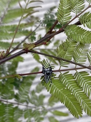 Dendryphantes zygoballoides