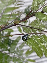Dendryphantes zygoballoides
