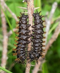 Hemileuca eglanterina