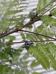 Dendryphantes zygoballoides