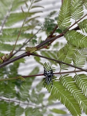 Dendryphantes zygoballoides