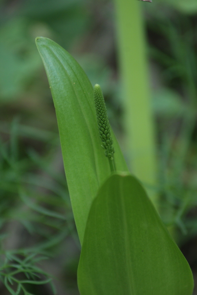 Malaxis myurus