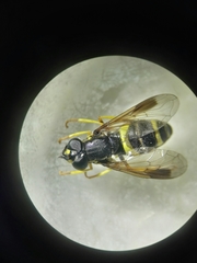 Chrysotoxum bicinctum