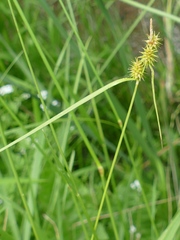 Carex flava