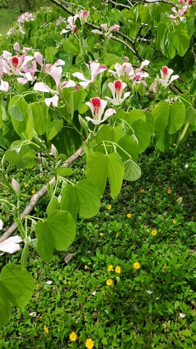 Bauhinia monandra