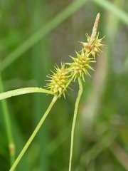Carex flava