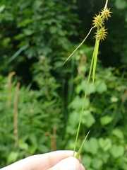 Carex flava