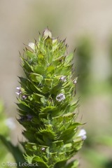 Dracocephalum parviflorum