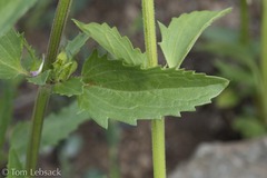 Dracocephalum parviflorum