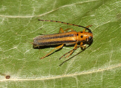 Oberea tripunctata