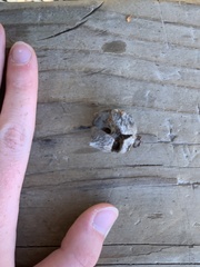 Juniperus occidentalis