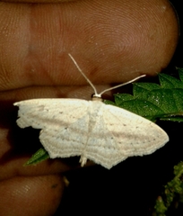 Scopula emutaria