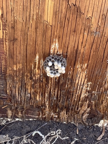 iNaturalist observation photo of Umbrella Paper Wasps
