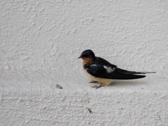Hirundo rustica
