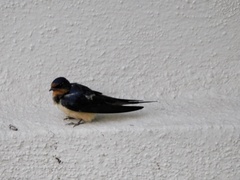 Hirundo rustica