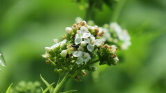 Napaea dioica
