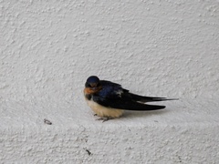 Hirundo rustica