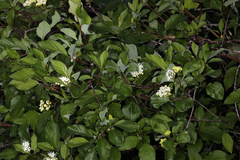 Cornus sericea sericea