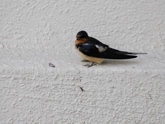 Hirundo rustica