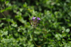 Dichelostemma multiflorum