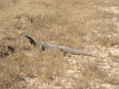 Varanus panoptes