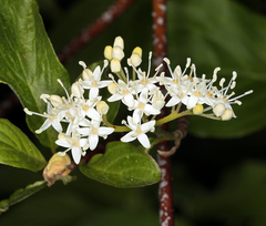 Cornus sericea sericea