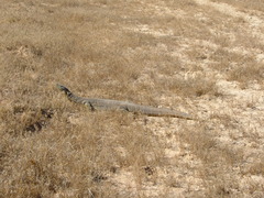 Varanus panoptes