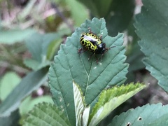 Calligrapha pantherina
