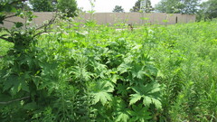 Napaea dioica