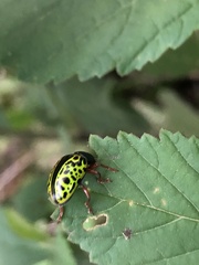 Calligrapha pantherina