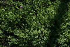 Dichelostemma multiflorum