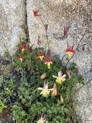 Aquilegia pubescens