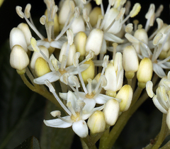 Cornus sericea sericea